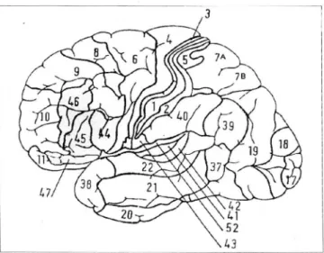 Fig .  1.  Diagram  of  fMRI  scheme 
