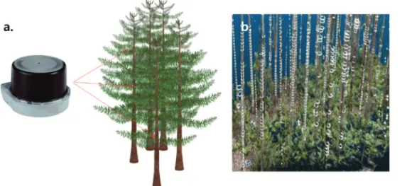 Fig. 4.  Forest inventory measurement using terrestrial laser scanning and LiDAR system(a
