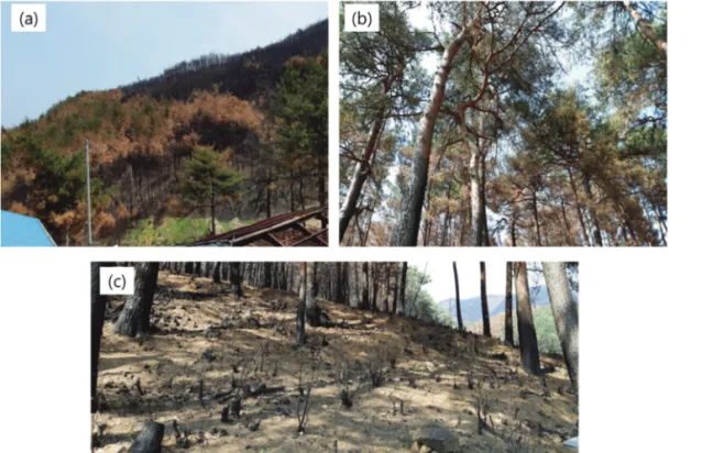 Fig. 2.  Examples of burn severity (a) mixed area of burned crown, boiled crown and burned surface, (b) green crown of burned surface area and (c) ground of burned surface area.