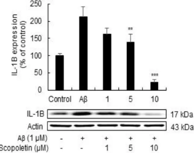 Fig.  1.  Effect  of  scopoletin  and  Amyloid  beta  oligomer  (Aβ 1-42 )  on  viability  of  microglial  BV-2  cells