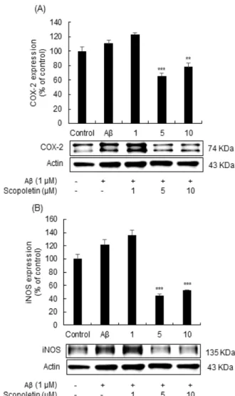 Fig.  3.  The  effect  of  scopoletin  on  the  production  of  cyclooxygenase-2  (COX-2)  and  inducible  nitric  oxide 