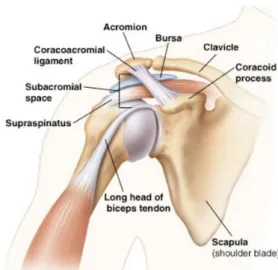 Fig.  1.  Structure  of  Shoulder