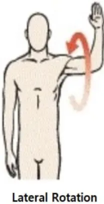 Fig.  2.  Medial  Rotation  of  Upper  Limb  in  Shoulder