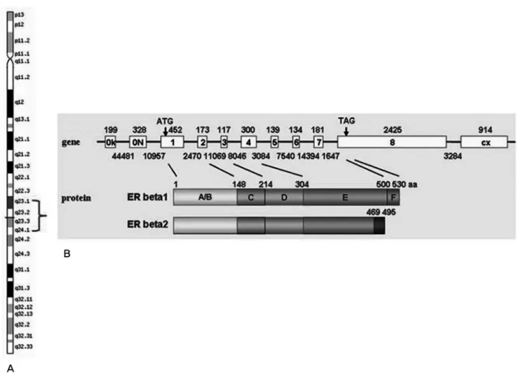 Fig. 2. (A) location of ESR 2 gene (B) comparison between ESR 1 and ESR 2 gene 