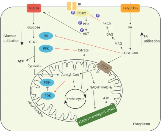 Fig. 2. Cellular mechanisms that favour FA use within the diabetic cardiomyocyte. Intermediates from  FA breakdown inhibit components of glucose metabolism