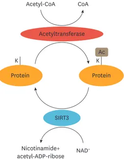 Fig. 4. Schematic representing acetylation and deacetylation of mitochondrial proteins