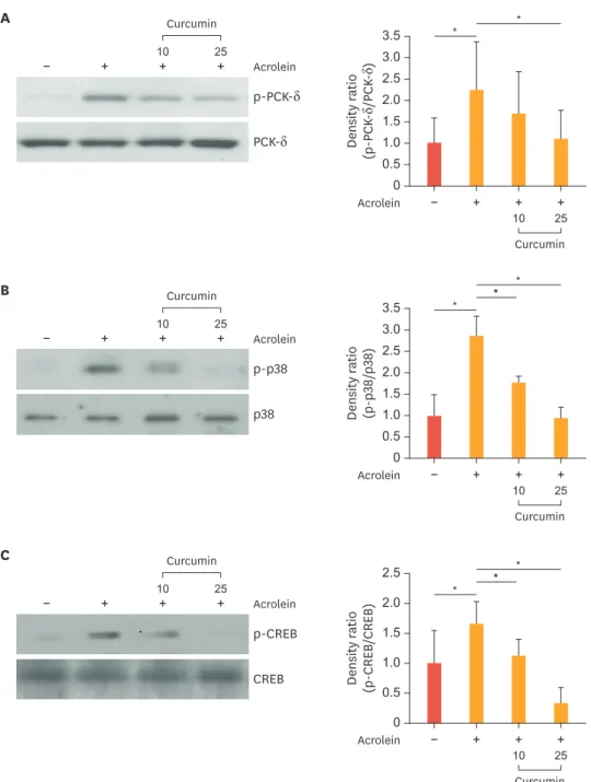 Fig. 4. Effects of curcumin on acrolein-induced phosphorylation of PKCδ, p38, and CREB in HUVECs