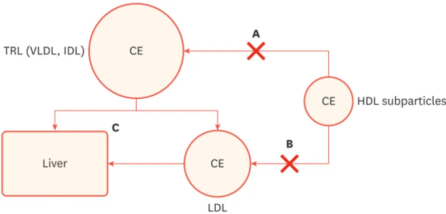 Fig. 1. Putative mechanisms explaining the effect of CETP inhibitors on HDL-C and LDL-C