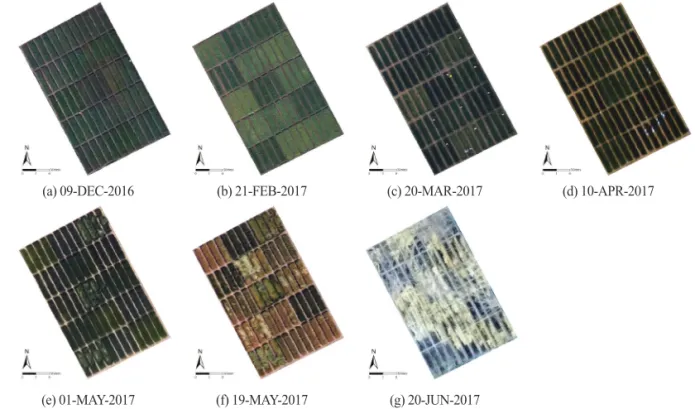Fig. 3.  RGB imagery during the growing period.