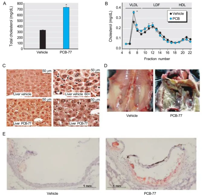 Fig. 1. Effects of PCB-77 on total serum cholesterol and VLDL cholesterol concentrations, lipid deposition within the liver and  abdominal  cavity,  and  atherosclerosis  in  ApoE –/–   mice