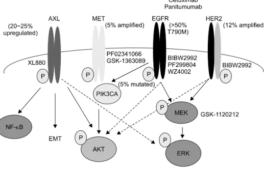 Fig. 5. Schematic  of  pathways  to  EGFR  inhibitor  acquired  resistance  and  pharmacologic  approaches  (Blakely  CM  and  Bivoma  TG