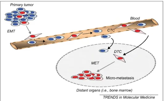 Fig. 1.  Putative  roles  of  EMT  and  mesenchymal-to-epithelial  transition  (MET)  in  tumour  cell  dissemination