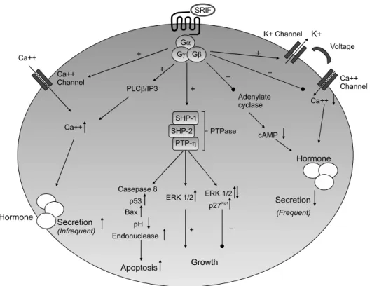 Fig. 1. Somatostatin  receptor  sig- sig-naling  cascade.  SSTR  activation  decreases  hormonal  secretion  in  most  cells  by  decreasing  cyclic  AMP  and  by  altering  voltage   gat-ed  potassium  and  calcium   cha-nnels