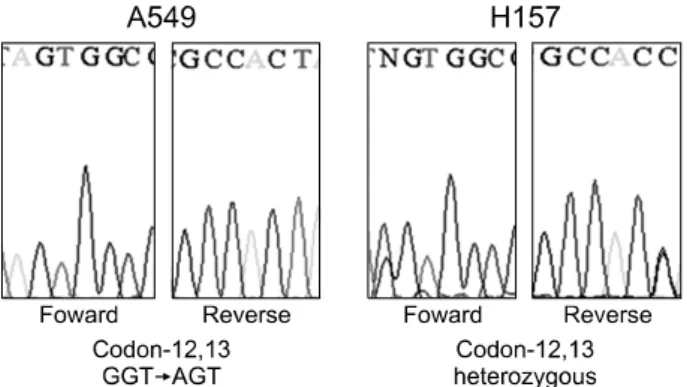 Fig. 6.  Mutation  analysis  of  K-ras  in  the  lung  cancer  cell  lines.
