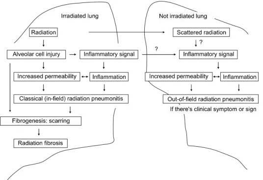 Fig. 1.  Schematic  mechanism  of  radiation  pneumonitis.리학적인 기전이 명확하게 밝혀져 있지 않은 임상 증후군으로 간주되고 있으며,  이를 예측하고 예방할 수 있는 효과적인 방법이 확립되어 있지 않다