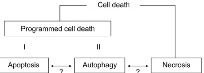 Fig. 1.  Current  classification  of  cell  death.  Cell  death  can  be  categorized  into  programmed  cell  death  and  necrosis