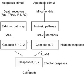 Fig. 2.  Two  apoptosis  pathways.  Apoptosis  pathways  are  largely  categorized  in  two  pathways:  the  intrinsic  and  extrinsic  pathways