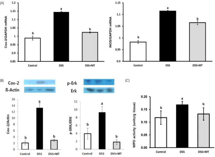 Fig. 5. Colorectal inflammatory gene expression and MPO activity. (A) Cox-2 and iNOS mRNA expression in the distal part of large intestine  was analyzed by qRT-PCR