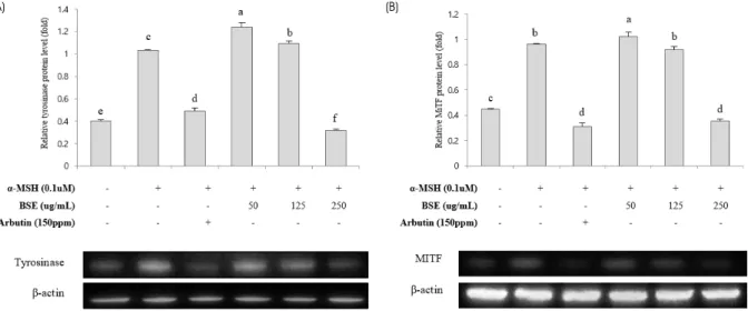 Fig. 4. Effect of water extracted barley sprout on the expression of melanin synthesis related proteins in B16F10 cells