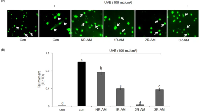 Fig. 3. Inhibitory effect of AMs during repair of UVB-induced DNA damage on HDF cells