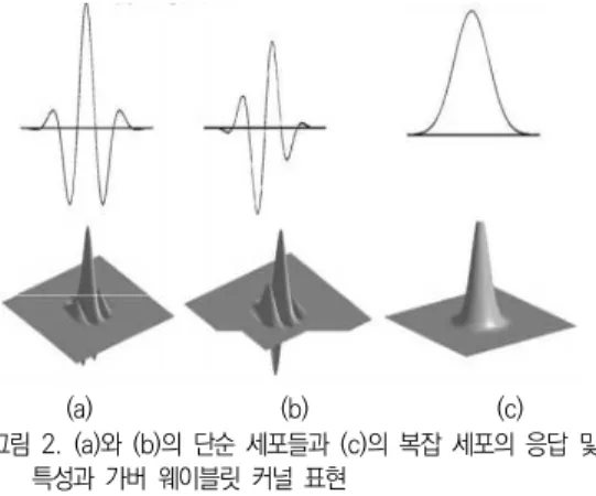 Fig.  2.  Responses  of  simple  cells  (a)  and  (b),  and  complex  cell  (c)  and  Gabor  wavelet  kernel  representations