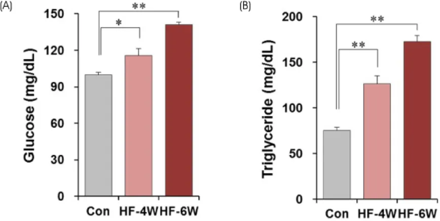 Fig. 5. Changes in plasma glucose and triglyceride levels after a high-fat diet.  Concentrations of plasma glucose (A) and triglyceride (B)  were measured after 4 weeks (HF-4W) and 6 weeks (HF-6W) of a high-fat diet or normal diet (CON)