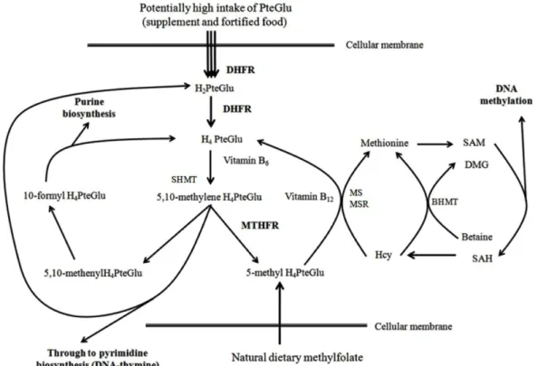 Fig. 3. Scheme for folate metabolism showing utilisation of PteGlu and flux of one carbon units between DNA synthesis and methylation.