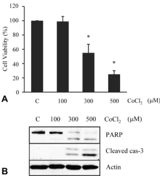 Fig. 1. Induction of caspase-3 mediated cell death. Effects of CoCl 2  on the cell viability by trypan blue exclusion (A) and  expres-sion of apoptosis-related proteins by western blot analysis (B).