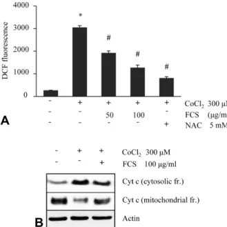 Fig. 3. Effect of fermented C. sunki peel extract on the CoCl 2 - -induced ROS generation (A) and release of mitochondrial  cyto-chrome c to cytosol (B)