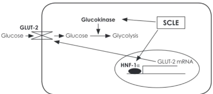 Fig. 8. Treatment with SCLE stimulates glucose absorption and  utilization by increasing GLUT-2 mRNA expression and GK activity  in HepG2 cells.GLUT-2Glucose Glucose HNF-1αGlycolysisGlucokinase SCLE GLUT-2 mRNA