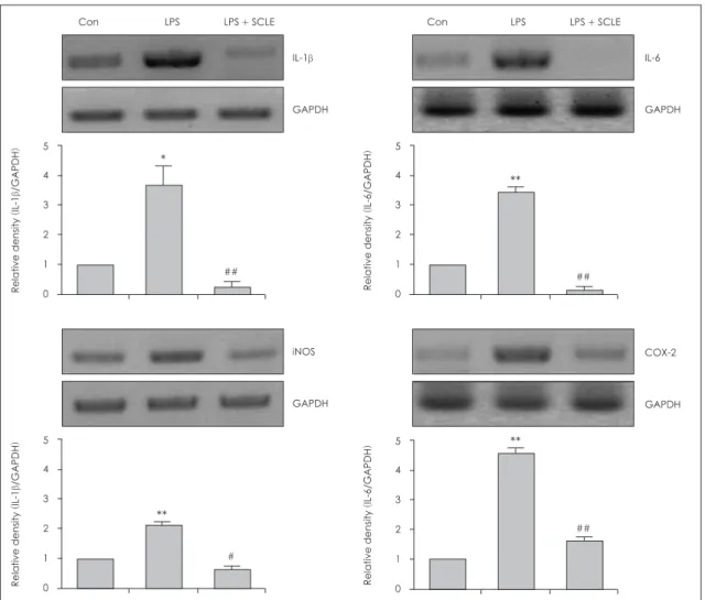 Fig. 5. Inhibition by water extract from Smilax china L. leaf on IL-1β, IL-6, iNOS and COX-2 mRNA expression in LPS-induced Raw 264.7  macrophage