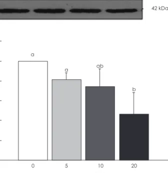 Fig. 7. Effects of delphinidin on Bax expression in MDA-MB-231 cells. 