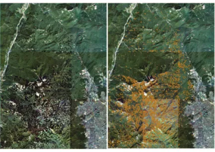 Fig. 8.  Distribution pattern of damaged trees.