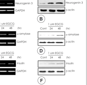 Fig. 2. Effects of EGCG treatment on the levels on neurogenin 3,  α-amylase and insulin mRNA and protein in AR42J cells