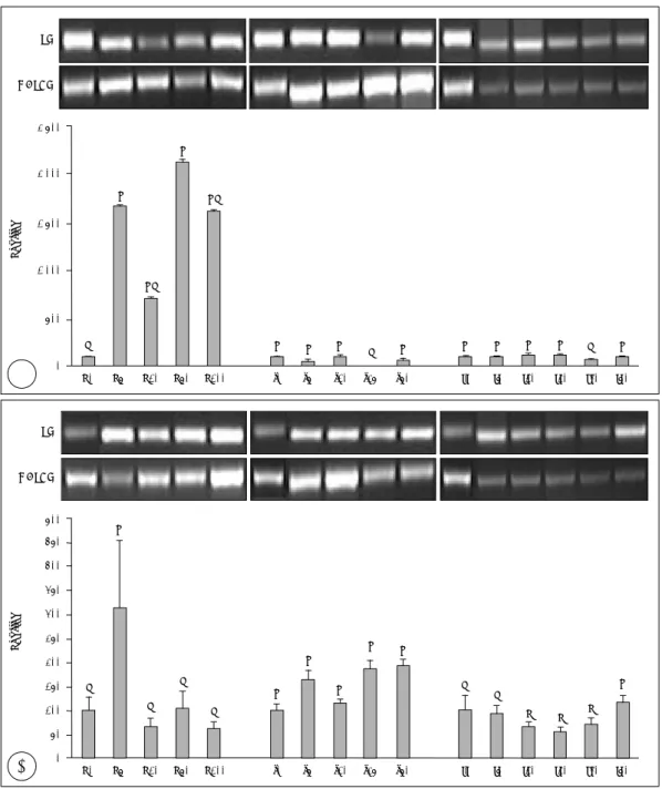 Fig. 1. Effects of ascorbic acid, silicon and iron on prolyl hydroxylase (PH) mRNA expressions of cultured human dermal fibroblasts.