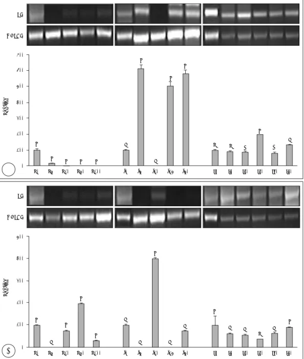 Fig. 2. Effects of ascorbic acid, silicon and iron on lysyl hydroxylase (LH)  mRNA expressions of cultured human dermal fibroblasts.