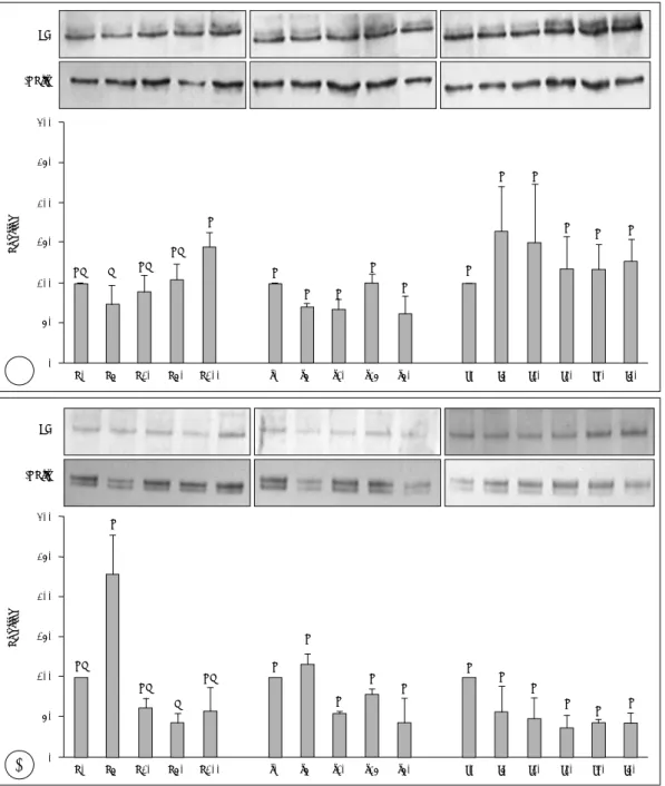 Fig. 3. Effects of ascorbic acid, silicon and iron on prolyl hydroxylase (PH) protein expressions of cultured human dermal fibroblasts.