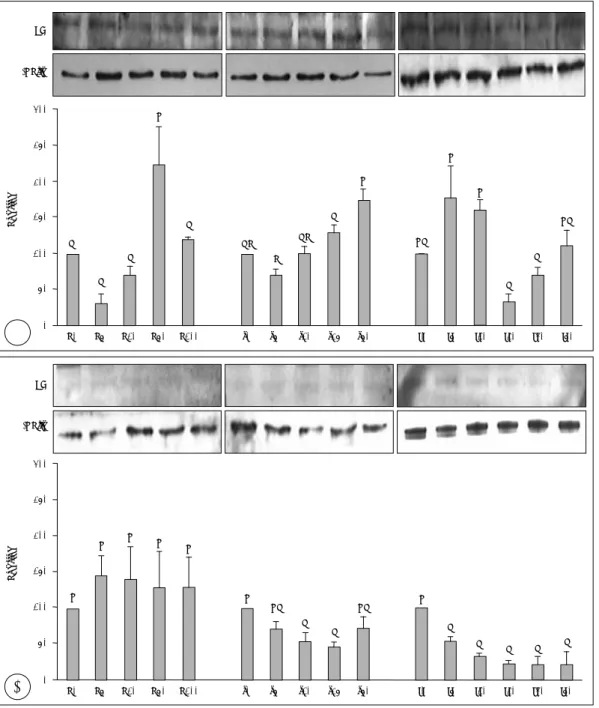 Fig. 4. Effects of ascorbic acid, silicon and iron on Lysyl hydroxylase (LH) protein expressions of cultured human dermal fibroblasts.