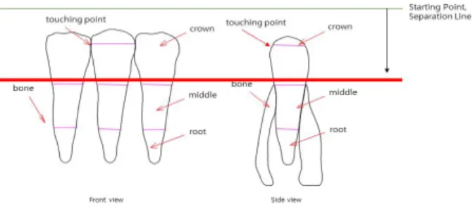 Fig. 1. The position of the middle tooth crown part, indicated  by the red line, is located between the crown and the root border.