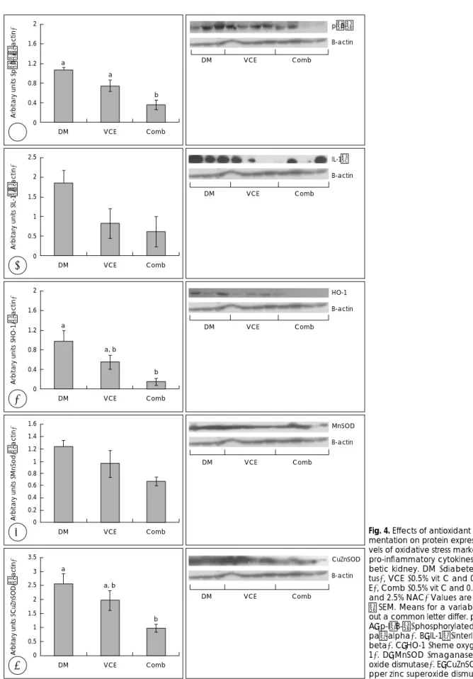 Fig. 4. Effects of antioxidant supple- suppmentation on protein expression  le-vels of oxidative stress markers and  pro-inflammatory cytokines in  dia-betic kidney