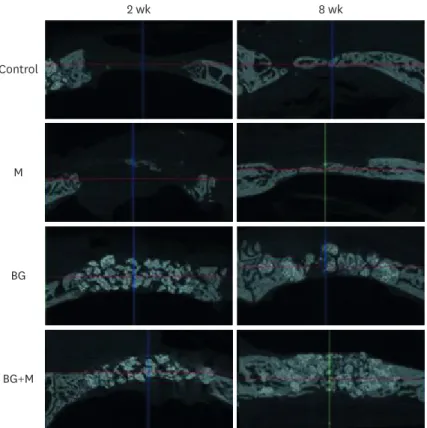 Figure 3. Micro-CT views of the defects after 2 week, and 8 weeks of healing. At 2 weeks in the control and M  groups, the defects were rarely filled, and even at 8 weeks, the defects were partially filled with a thin new bone  bridge