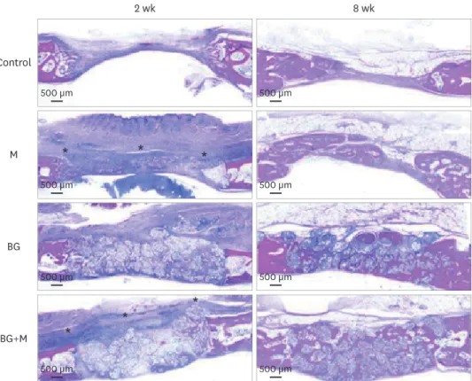 Figure 5. Histological images obtained at 2 and 8 weeks. Low-magnification views of the sham control, BG, M,  and BG+M groups, respectively (hematoxylin and eosin staining)