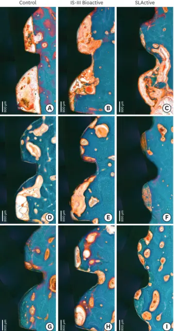 Figure 5. Histologic photograph of dental implants with IS-III Active, IS-III Bioactive, and SLActive surfaces at 2, 4,  and 12 weeks following implant placement.