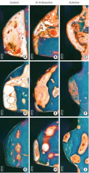 Figure 6. Histologic photograph of dental implants with IS-III Active, IS-III Bioactive, and SLActive surfaces at 2,  4, and 12 weeks following implant placement