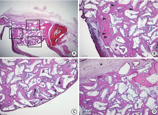 Figure 4. Histological findings of the 4-week control group. (A) Area of interest (H&amp;E)