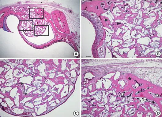 Figure 5. Histological findings of the 4-week study group (A) Area of interest (H&amp;E)
