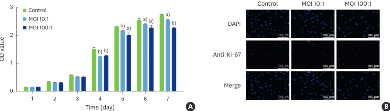 Figure 2. Effects of H. pylori infection on the proliferation of hPDLFs. (A) OD values of hPDLFs infected by H