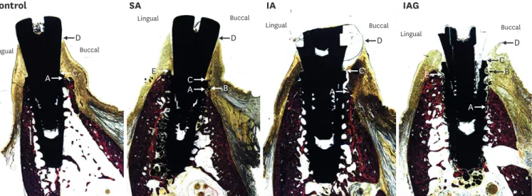 Figure 2. Histological slides of all 4 groups (control, SA, IA, and IAG) at sacrifice