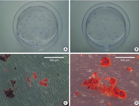 Figure 3. Characterization of PDL progenitor cells as mesenchymal stem cells. (A, B) Colony-forming-units  assay revealed colony formation at 14 days after cell plating (stained with crystal violet)
