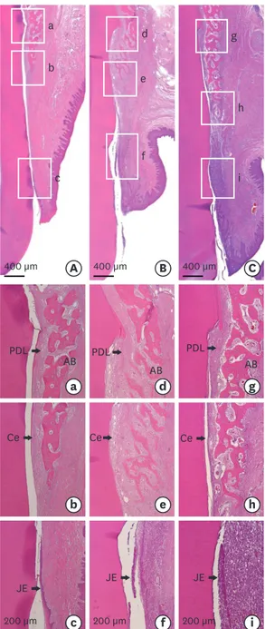 Figure 5. Photomicrographs of the buccolingual section in the dehiscence defects of periodontal tissue in the (A)  CTL, (B) COL, and (C) COL/CELL groups, displaying the sites from the apical extension of the surgically created  defect (apical insert; a, d,